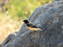Oenanthe melanoleuca