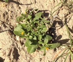 Anthyllis circinnata