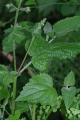 Equilabium laxiflorum