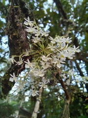 Phymatidium delicatulum