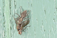 Menemerus taeniatus