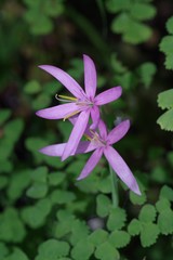 Hesperantha huttonii