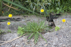 Scorzoneroides autumnalis