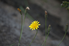 Scorzoneroides autumnalis