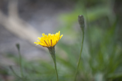 Scorzoneroides autumnalis