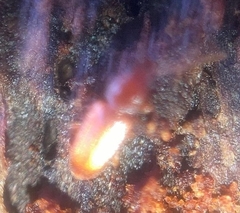 Placonotus testaceus