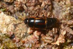 Tachinus flavolimbatus