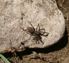 Lycosinae