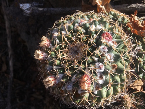 Mexican pincushion cactus
