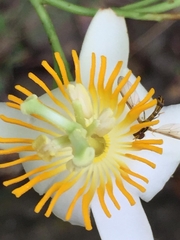 Passiflora arborea