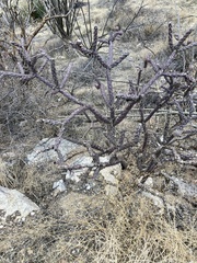 Cylindropuntia thurberi versicolor