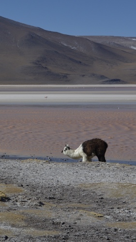 Alpaca, Laguna Colorada, Département de Potosi, BO, photo 5 of 10