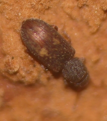 Berginus tamarisci