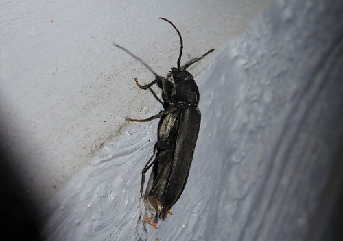 Burnt pine longhorn photo 2