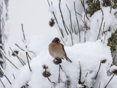 Fringilla coelebs