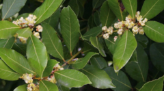 Laurus