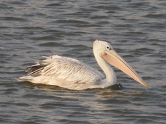 Pelecanus rufescens