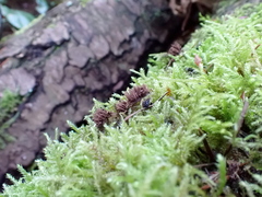 Stemonitis herbatica