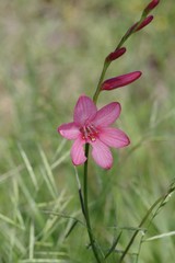 Tritonia disticha