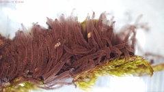 Stemonitis herbatica