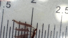 Stemonitis herbatica