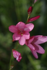 Tritonia disticha