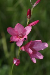 Tritonia disticha