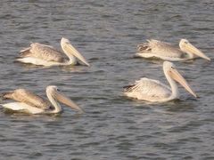 Pelecanus rufescens