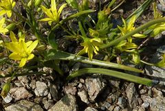 Gagea kunawurensis