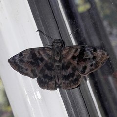 Ebrietas anacreon anacreon