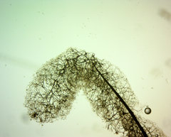 Stemonitis herbatica