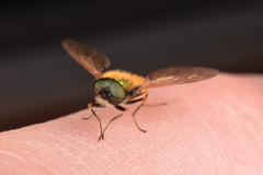 Chloromyia formosa