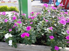 Catharanthus roseus