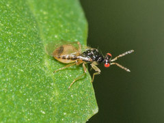 Eulophinae