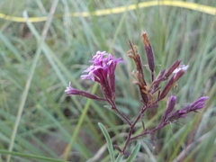 Stevia viscida