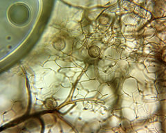 Stemonitis herbatica