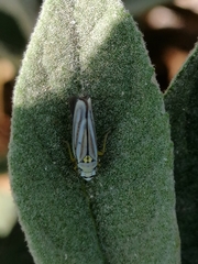 Graphocephala flavovittata