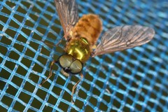 Chloromyia formosa