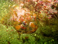 Hemilepidotus hemilepidotus