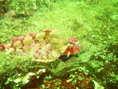 Hemilepidotus hemilepidotus