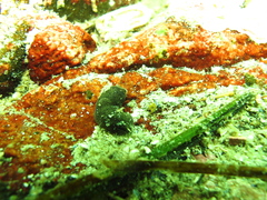 Aglaja ocelligera
