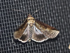 Lophoptera vittigera