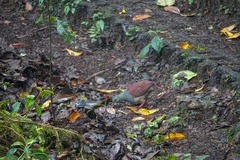 Zentrygon costaricensis