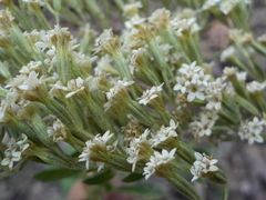 Stevia trifida