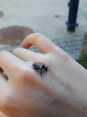 Andrena cineraria