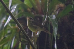 Basileuterus melanotis