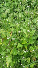 Alliaria petiolata