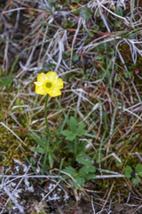 Ranunculus turneri