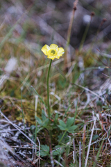Ranunculus turneri