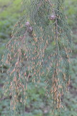 Cupressus cashmeriana